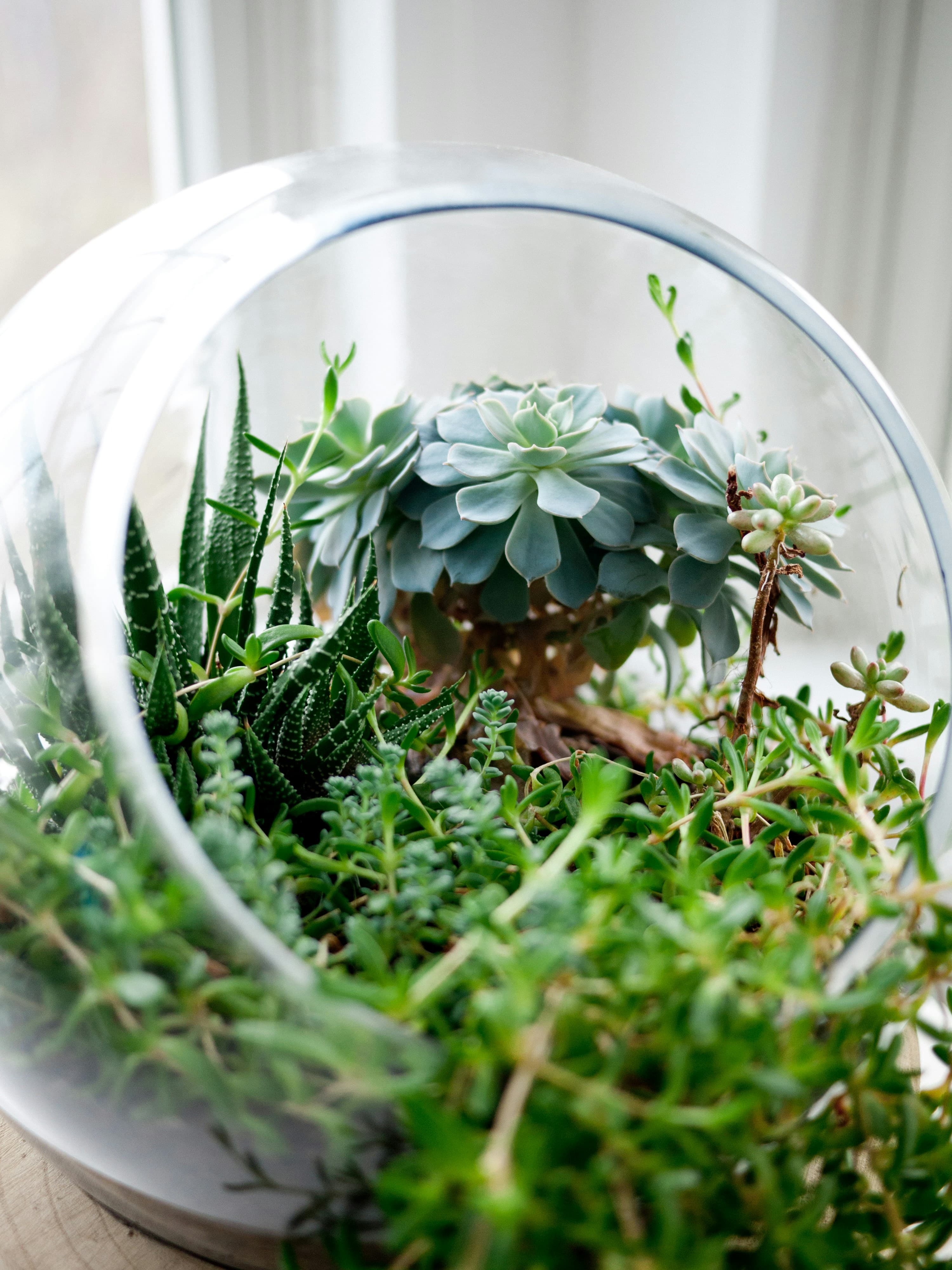 Terrari: Giardini in Vetro