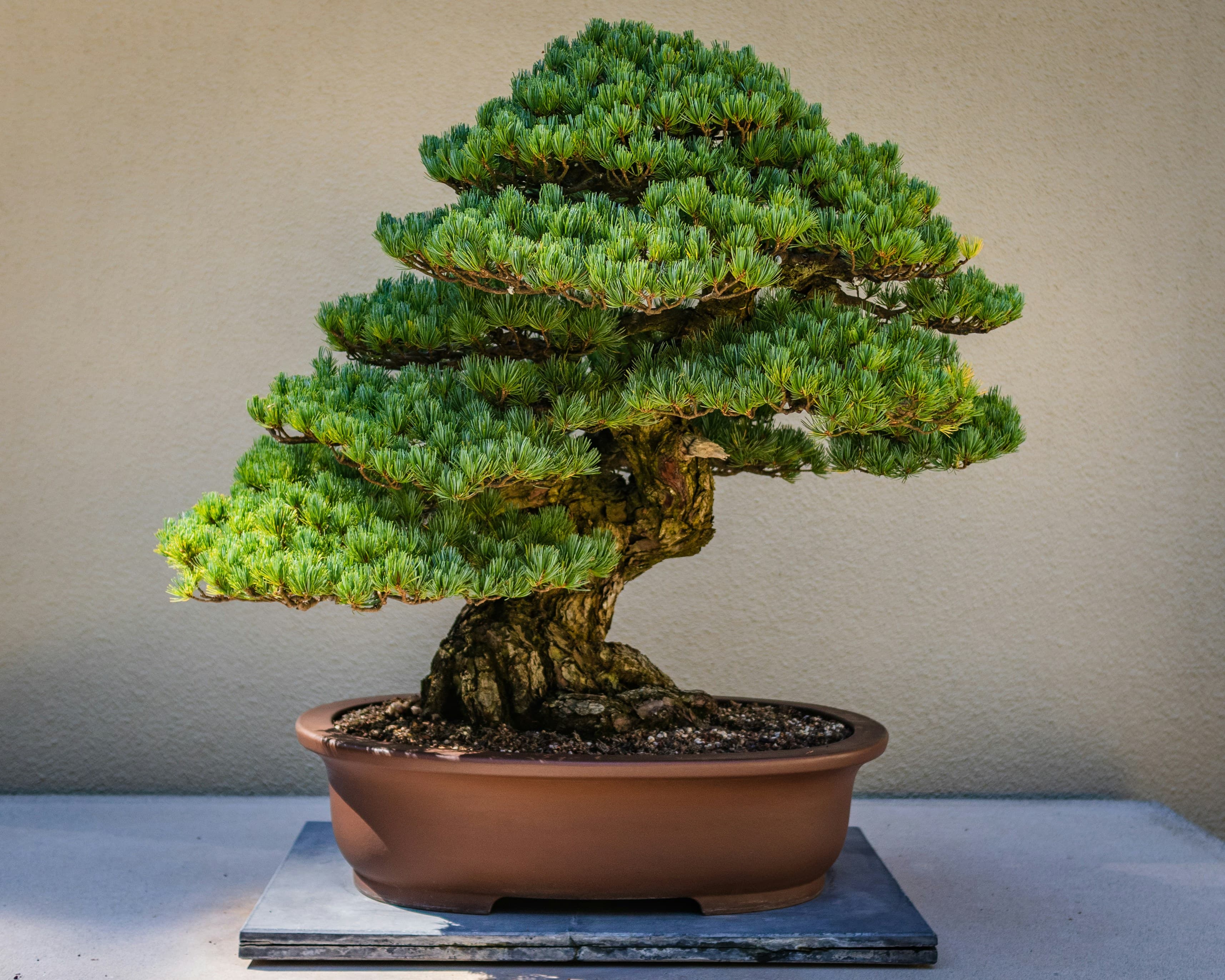 Bonsai: l'Arte della Pazienza